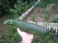 image of zucchini
