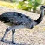 image of bird