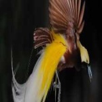image of bird