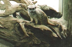 image of meerkat