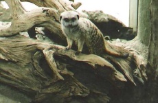 image of meerkat #9