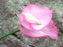image of flower