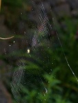image of spider_web