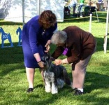 image of standard_schnauzer #11