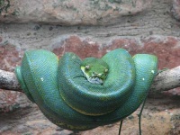 image of green_snake