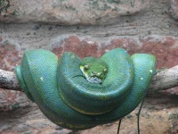 image of green_snake #18