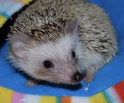 image of porcupine