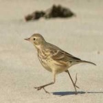 image of american_pipit #23