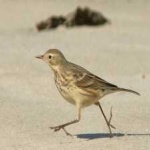 image of bird