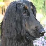image of animal