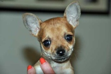 image of animal