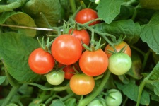 image of tomato #29