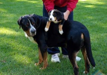 image of greater_swiss_mountain_dog