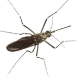 image of mosquito