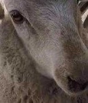 image of animal