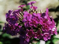 image of flower