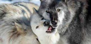 image of animal
