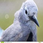 image of bird