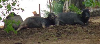image of water_buffalo