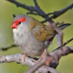 image of bird