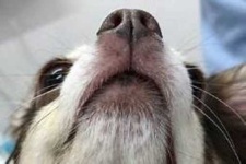 image of dog_nose