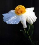 image of flower