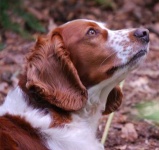 image of welsh_springer_spaniel
