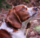 image of welsh_springer_spaniel #25