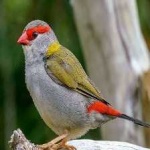 image of bird