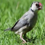image of bird