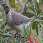 image of bird