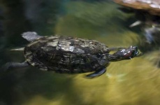 image of terrapin