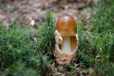 image of mushrooms