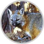 image of grey_fox