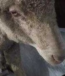 image of animal