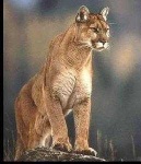 image of cougar_body