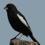 image of bird