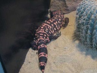 image of gila_monster