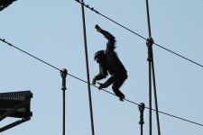 image of chimpanzee