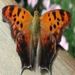 image of animal
