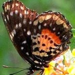 image of animal