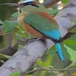 image of bird