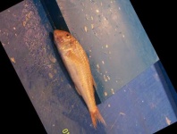 image of fish