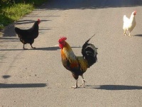 image of cock
