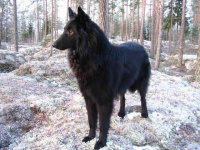 image of groenendael