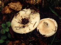 image of mushrooms