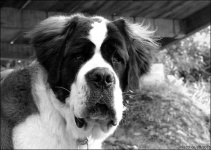 image of saint_bernard