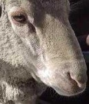 image of animal