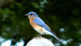 image of bluebird