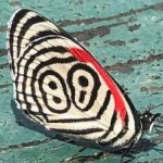 image of animal